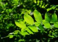 Robinia hout