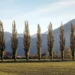 Populier hout